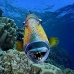 triggerfish_titan_bro_b_ni_v_0608_egy1083.jpg